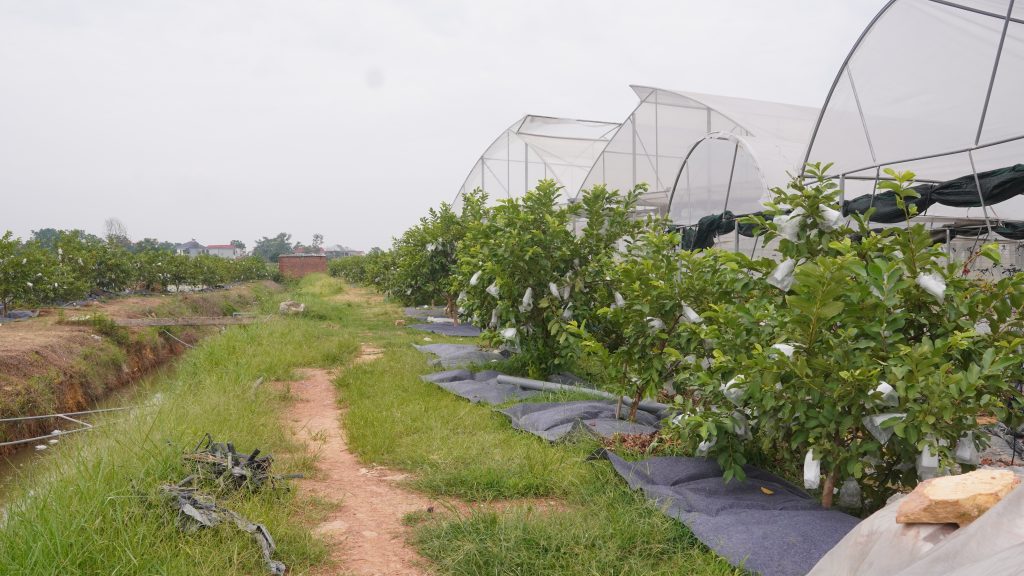 Trồng cây