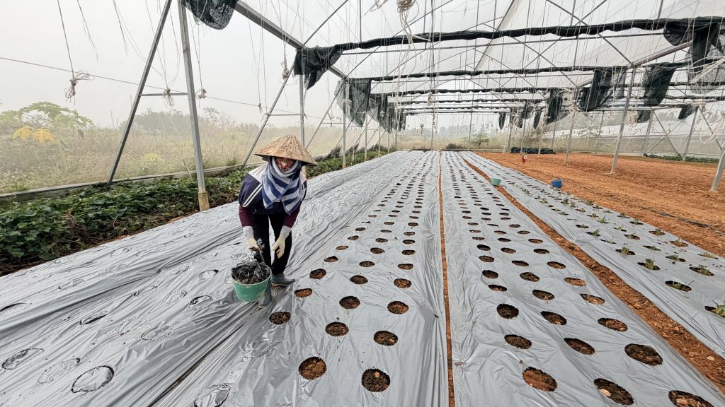 Chăm sóc dinh dưỡng & quản lý cỏ dại