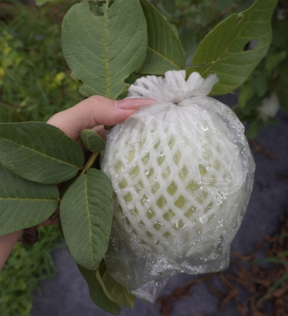 Bao quả