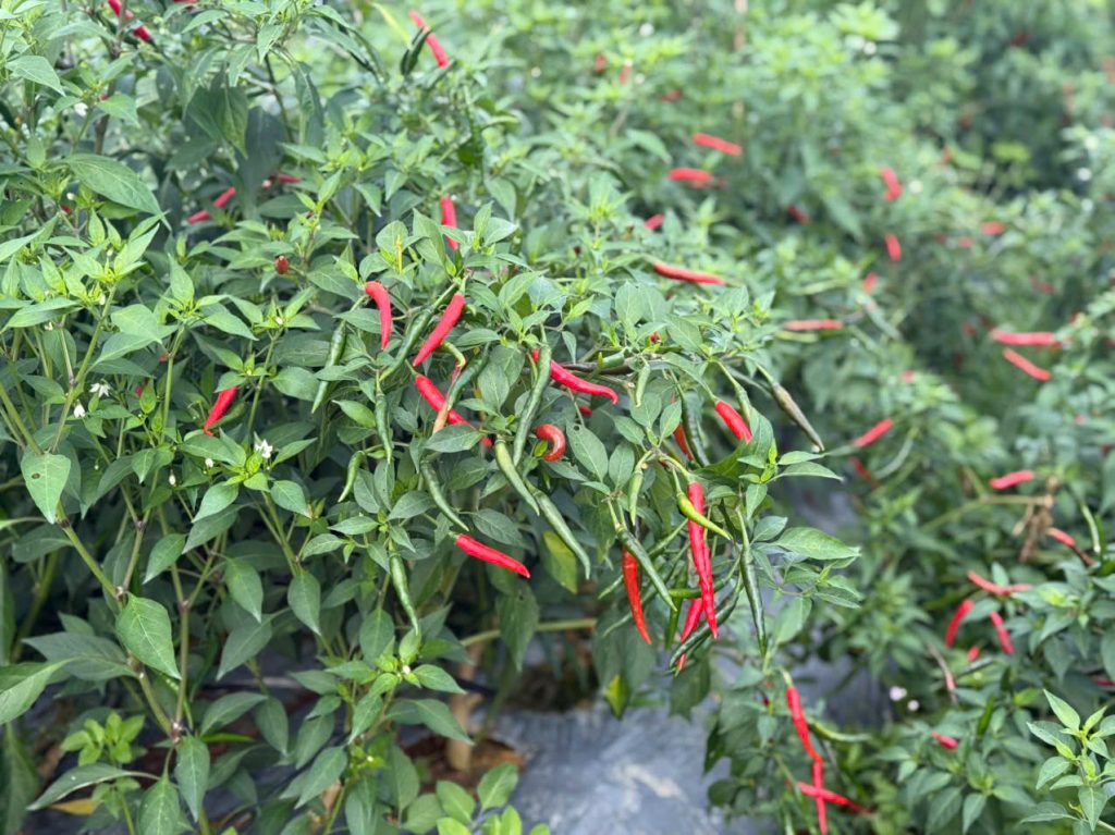 Trồng cây